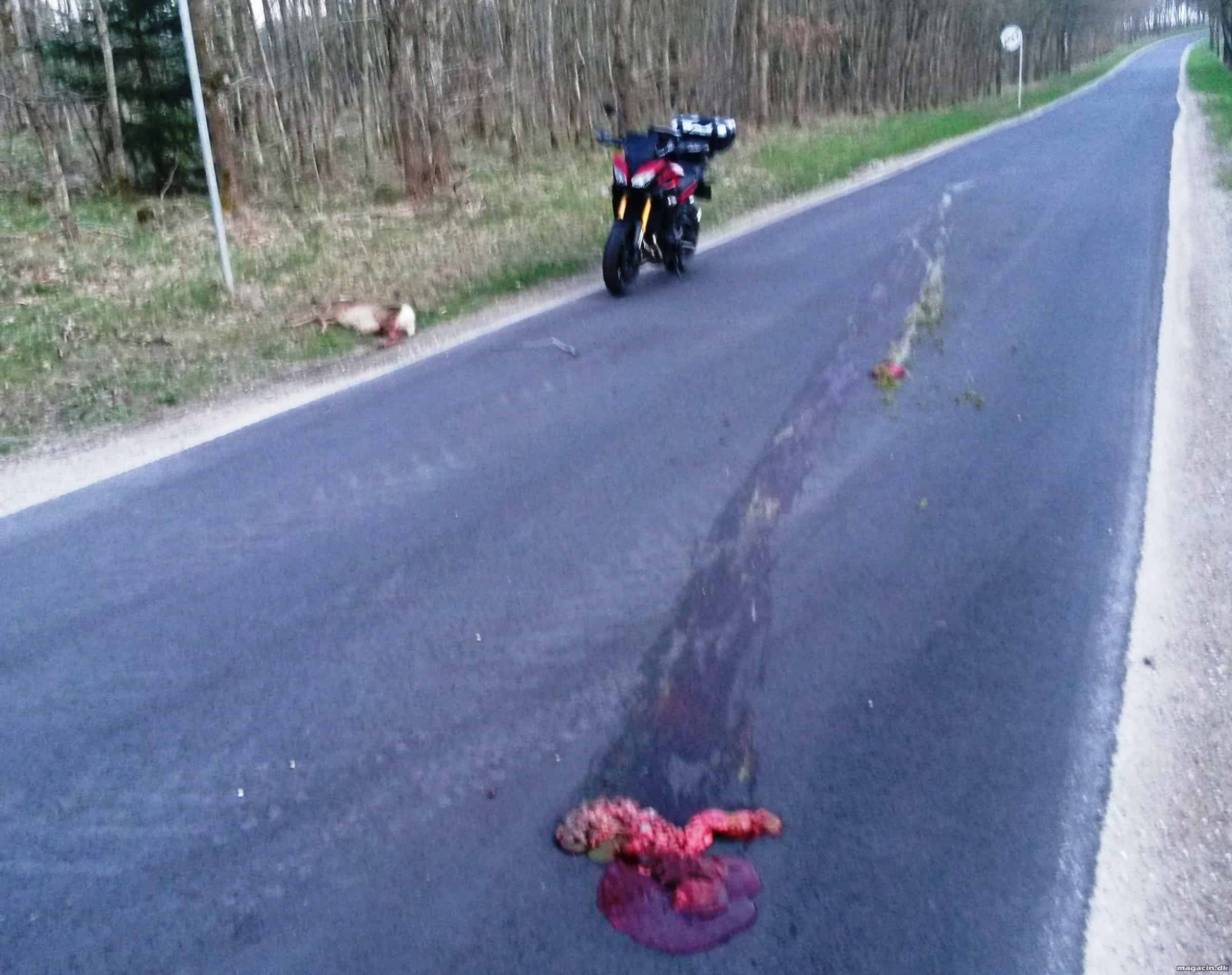 Iskold motorcyklist kløver Bambi